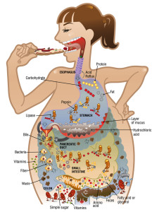 digestion-illustration_acs