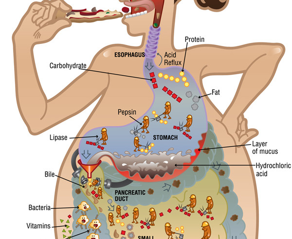 What’s the BIG Deal with Digestion?