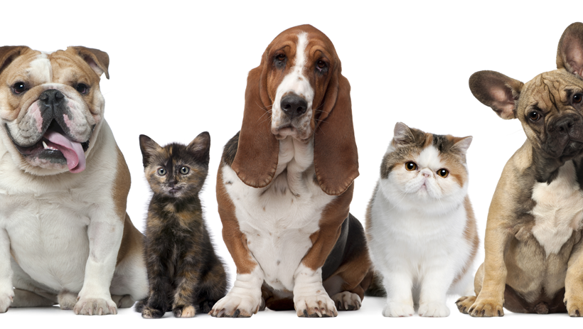 Can Your Pet Improve Your Wellbeing? A Glimpse into the “Pet Effect”
